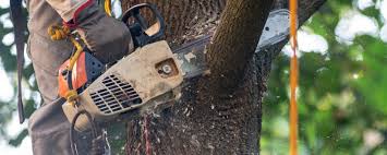 Best Tree Removal Service  in Hockinson, WA