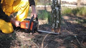 Best Tree and Shrub Care  in Hockinson, WA