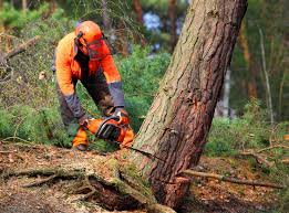 Best Tree Mulching  in Hockinson, WA