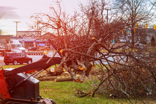 Best Stump Grinding and Removal  in Hockinson, WA