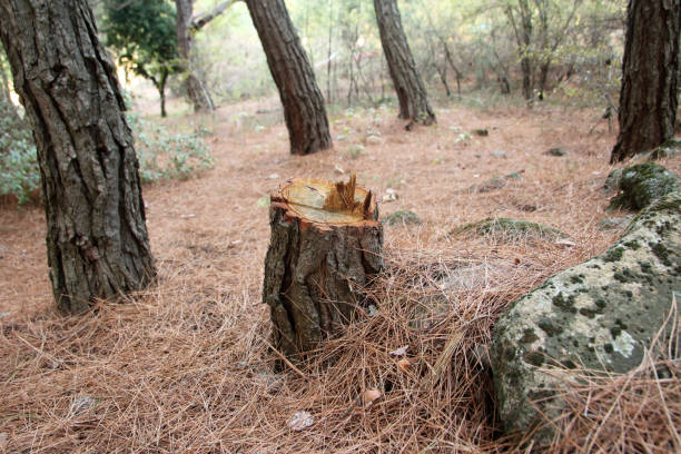 Best Firewood Processing and Delivery  in Hockinson, WA