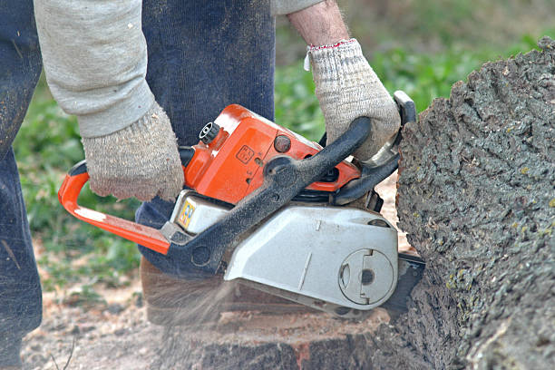 Lawn Renovation and Restoration in Hockinson, WA