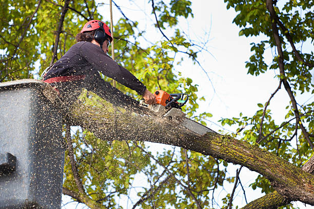 Hockinson, WA Tree Services Company