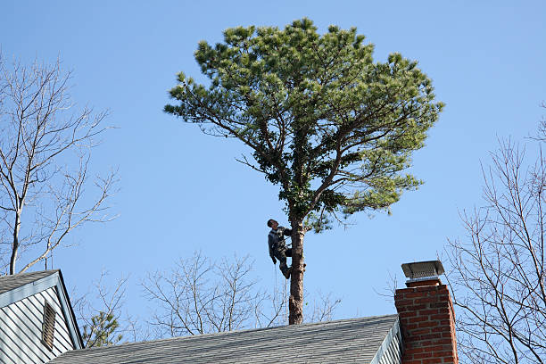 Best Utility Line Clearance  in Hockinson, WA