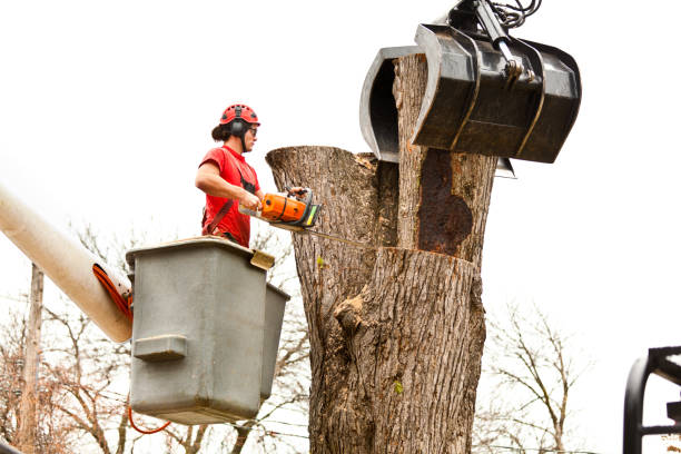 Best Hazardous Tree Removal  in Hockinson, WA