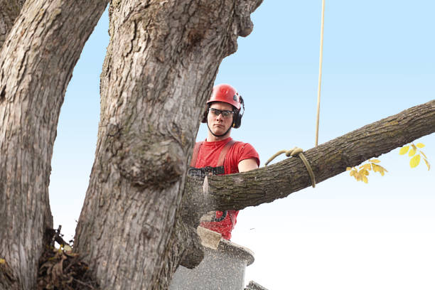 Best Tree Trimming and Pruning  in Hockinson, WA